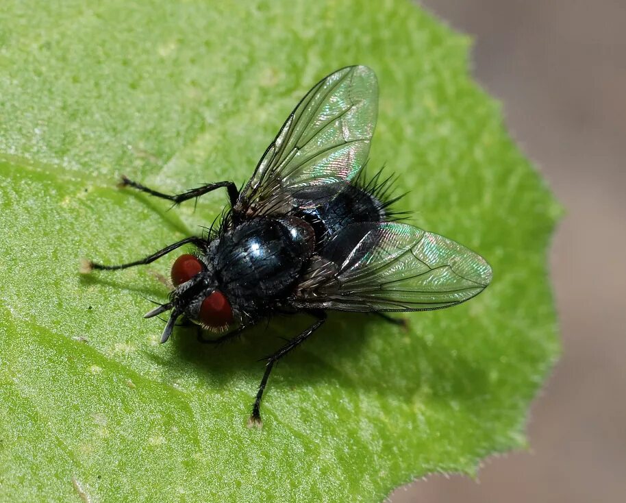 Тахины Ежемухи Tachinidae. Муха ЦЕЦЕ зеленая. Муха краснохвостая. Муха тахина.