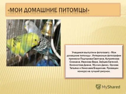 Мой домашний питомец попугай 1 класс