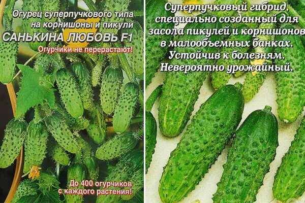 Семена огурец санькина любовь f1. Семена огурцов санькина любовь. Огурец санькина любовь f1. Семена огурец санькина любовь f1. Семена огурец санькина любовь f1.