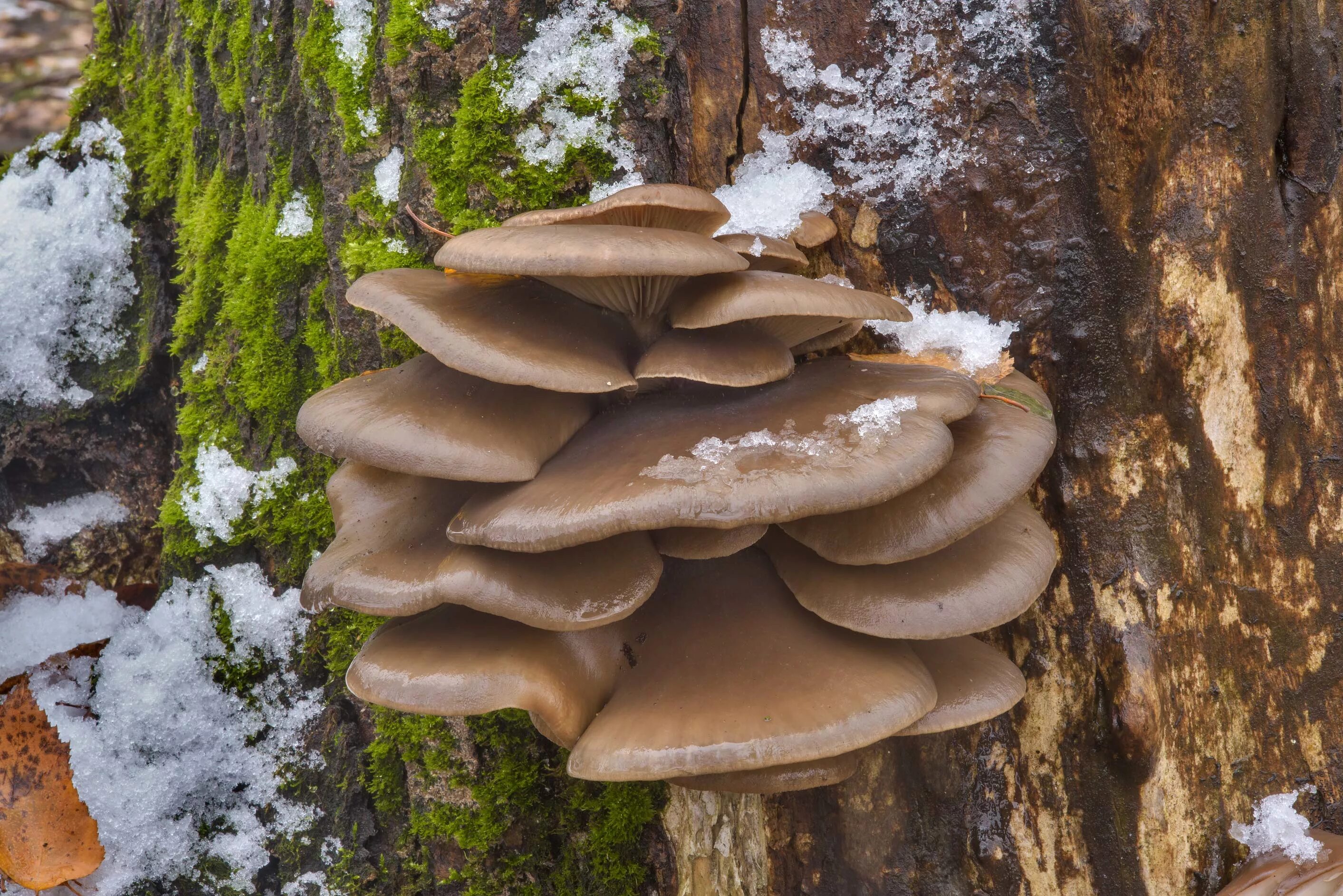 Вёшенка устричная (Pleurotus ostreatus). Гриб Тополиная вешенка. Вешенка обыкновенная. Вешенки Лесные. Под вешенки