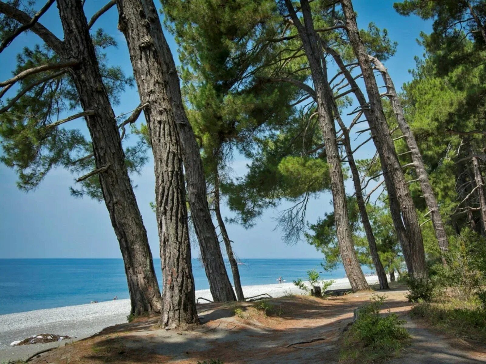 отдых сосна. турбаза шигоны сосновый бор. турбаза шигоны сосновый бор. бор пицундской сосны в геленджике. черное море поселок сосновый.