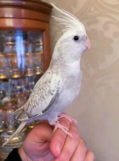 Жемчужная корелла
