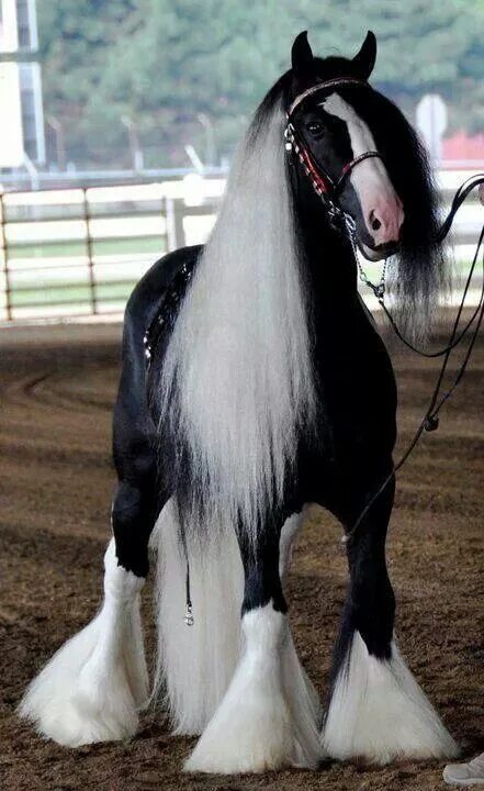 Pin by somayah Ameen on الخيل ... معقود في نواصيها الخير ..!! Horses, Most beaut