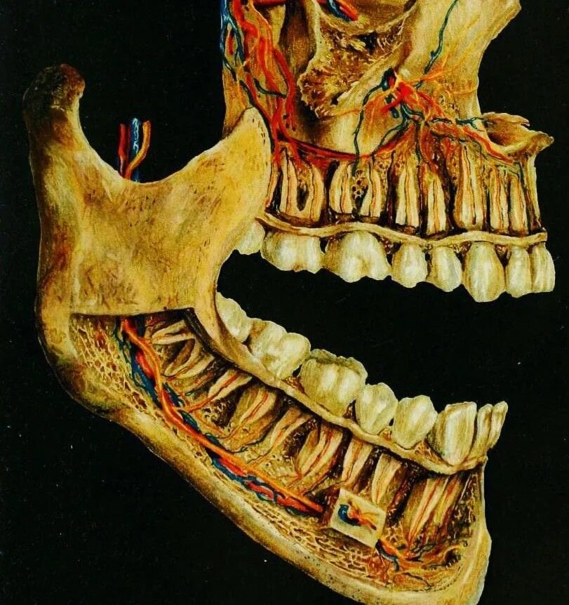 Анатомия челюсти.