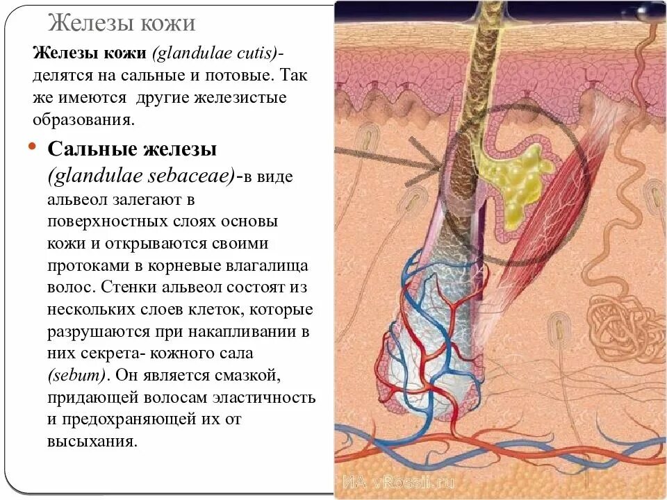 Сальные железы и потовые железы отличие. Производные кожи железы. Волосяной фолликул и сальная железа. Кожа потовые железы строение и функции. Сальные железы и потовые железы отличие.