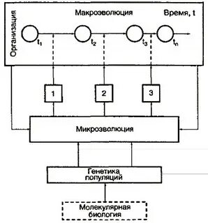 Стэ биология