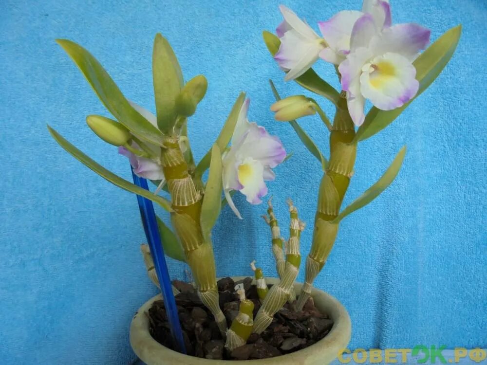 Дендробиум мелкоцветковый. Дендробиум нобиле цветоносы. Орхидея дендробиум мобиле отростки. Орхидея дендробиум нобиле отцвела что. Дендробиум стрикландианум.