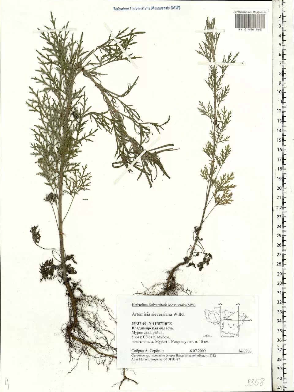 Полынь горькая лрс. Полынь горькая формула цветка. Полынь лекарственное растение. Полынь горькая диаграмма цветка. Полынь горькая формула цветка.