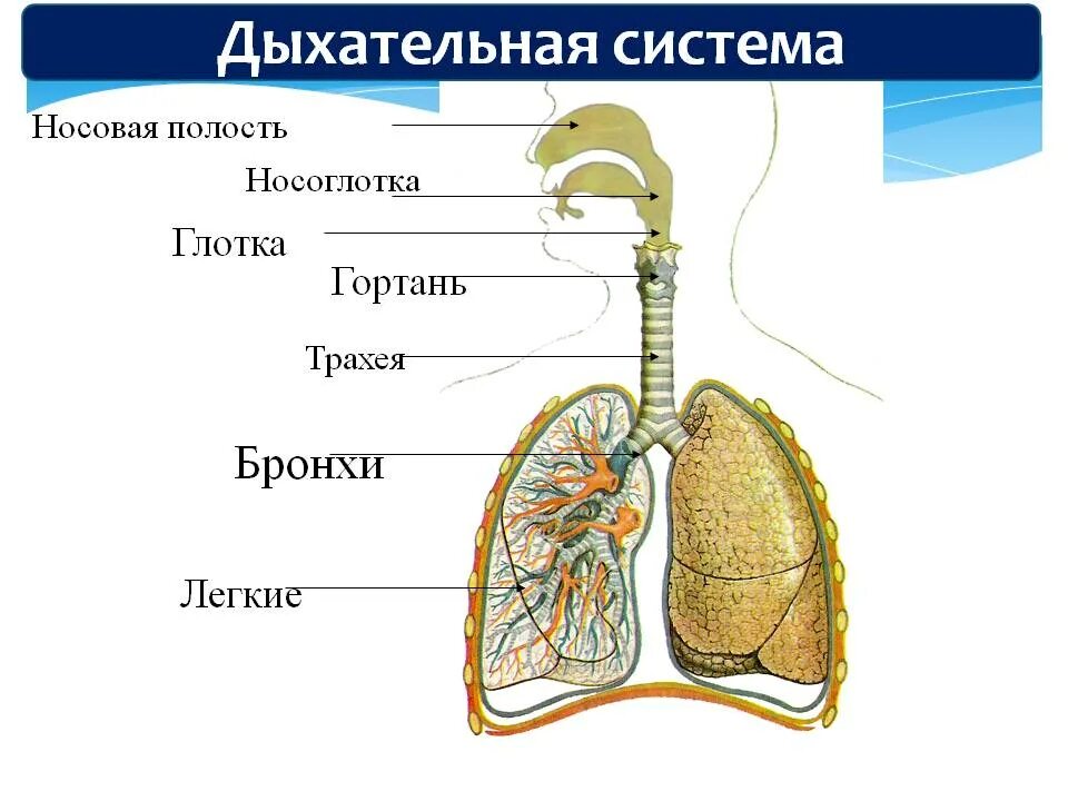 Как называется легких