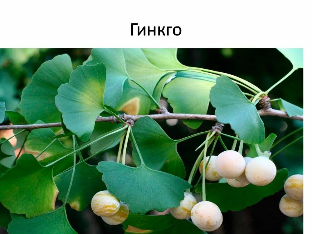 Голосеменные гинкго. Гинкго билоба. гинкго дерево. гинкго двулопастный ареал. гинкго двулопастной деревья.