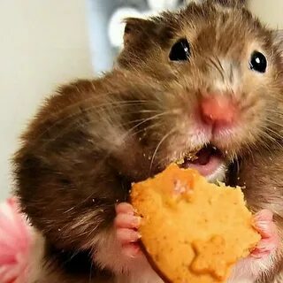 Хомяк ест мясо
