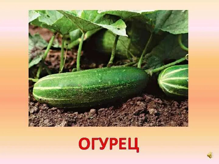 Шутки про огурцы. Шутки про огурцы. Огурец здорового человека и огурец алкоголика. Анекдот про огурцы а мне для салата. Огурец юмор.