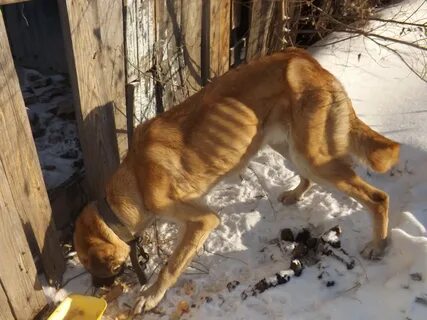 Собака перестала писать