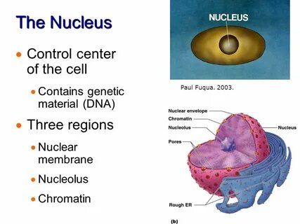 Cell contains