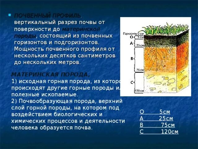 К материнской породе примыкает горизонт. Почвенный профиль и почвенные горизонты. Почвенный разрез. Вертикальный разрез почвы. Почвенный Горизонт материнская порода.