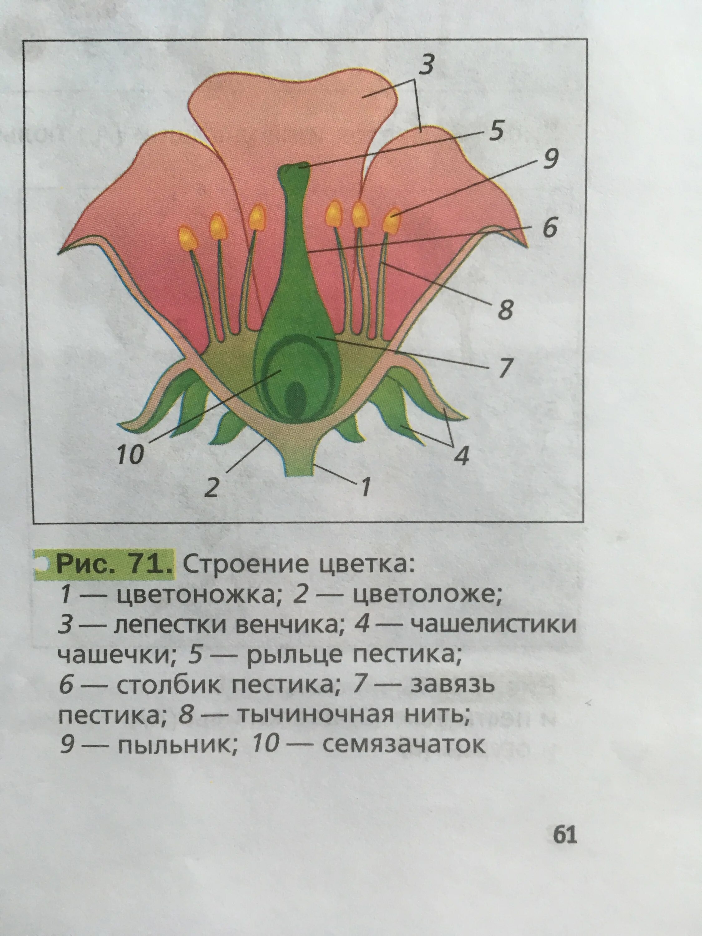 Цветок у которого есть чашечка. Строение околоцветника венчик. Венчка строение венчика. Строение околоцветника цветка чашечки чашелистики. Цветок цветоложе околоцветник венчик.