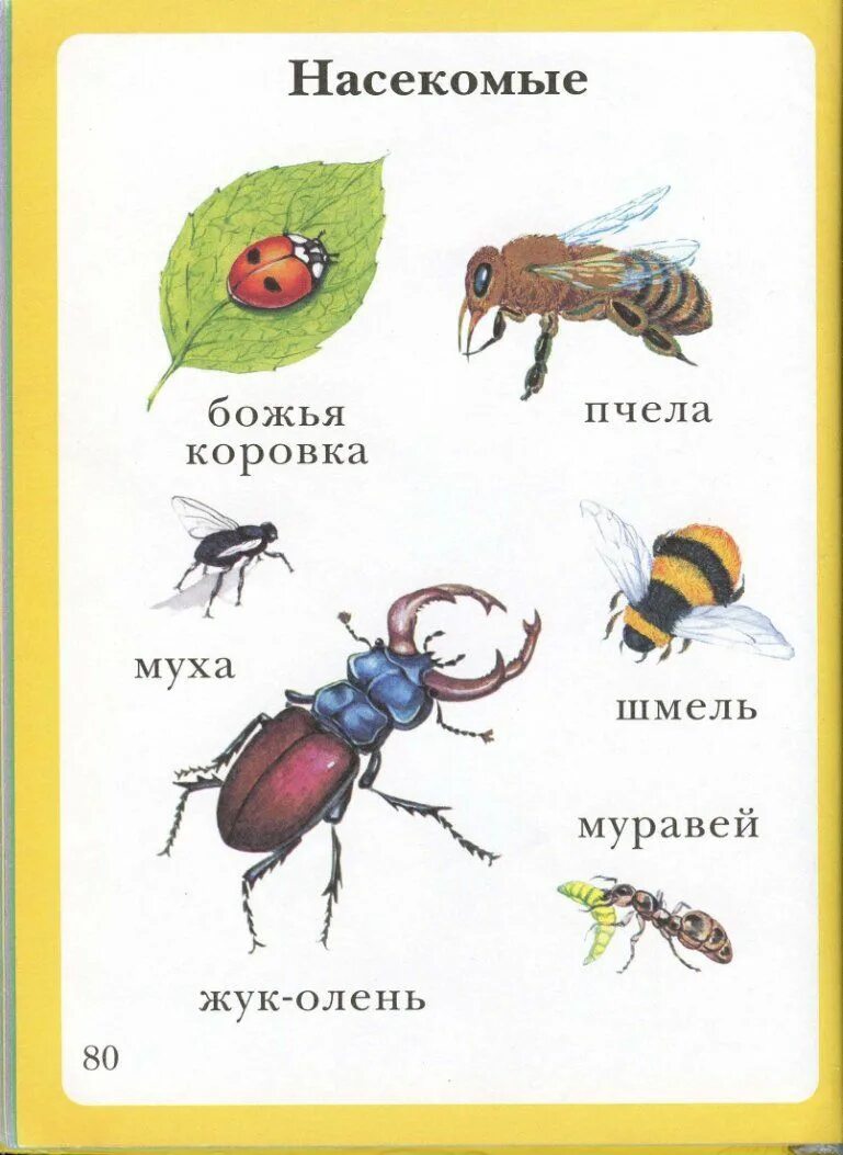 Насекомые Божья коровка муравей. • Комар, Муха, Шмель, пчела, муравей, Стрекоза. Жук бабочка пчела муравей Оса Божья коровка. Пчела муравей Божья коровка. Пчела и бабочка текст