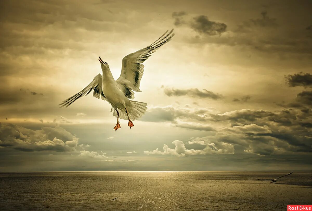 Грозовая птица сидит. Гром птица небеса. Буревестник мифическая птица. Птица феникс. Фэнтези птицы.