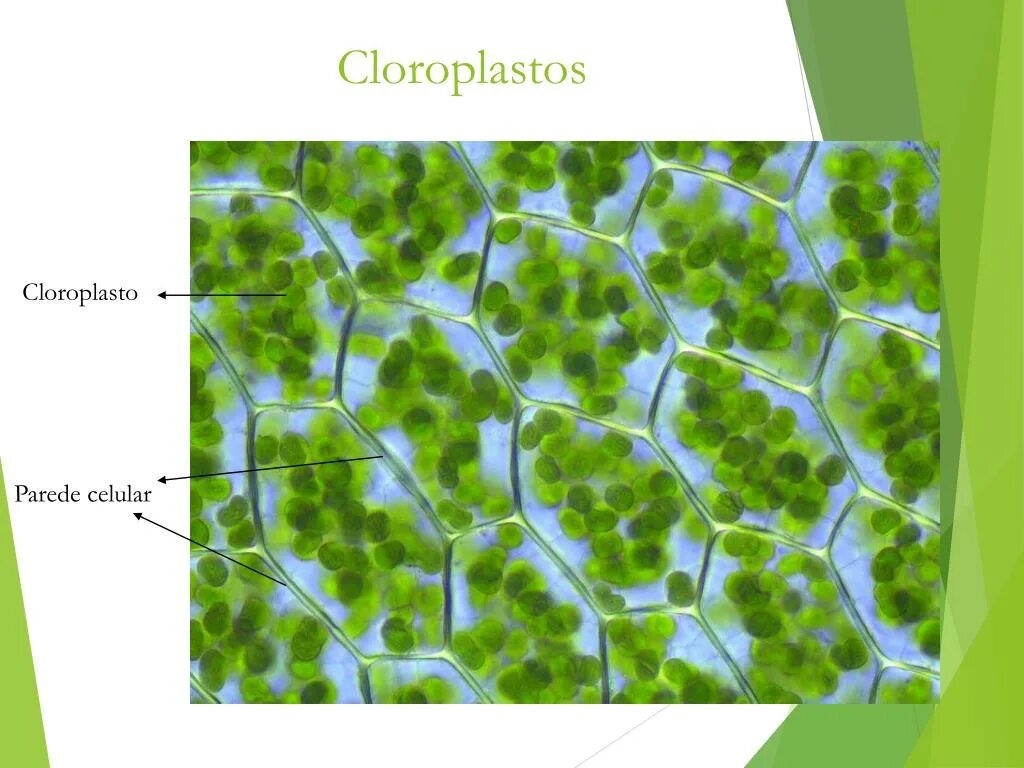 Хлоропласты в зеленых клетках. Хлоропласты листа под микроскопом. Хлорофилл хлоропласт хромопласт. Хлоропласты в клетках листа. Строение хлоропласта клетки листа.