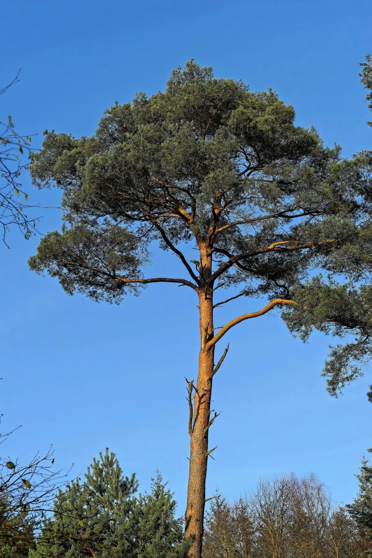 Высокое хвойное. Pinus Hamata. Пиния дерево хвойное. Карельская сосна дерево. Сосна обыкновенная.