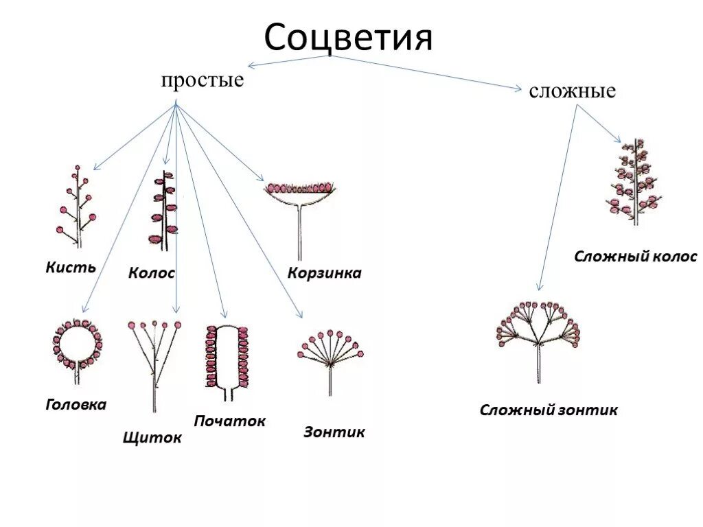 Схема типов соцветий 6 класс биология. Схема соцветия растения биология 6 класс. Простые и сложные соцветия 6 класс биология. Схема классификации соцветий цветковых растений.