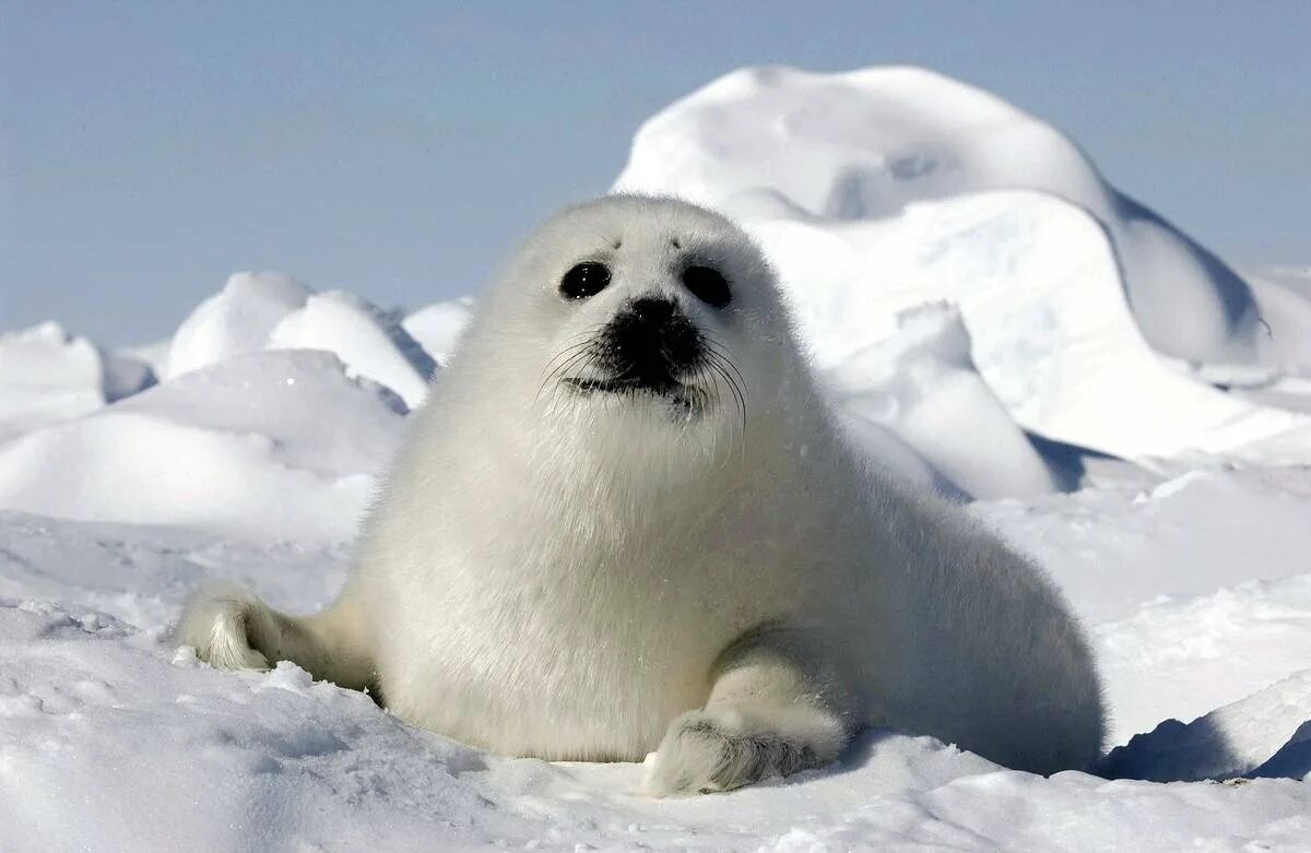 Международный день защиты бельков. Белек гренландского тюленя. Гренландский тюлень Нерпа. Ластоногие Гренландский тюлень. Белек нерпы.