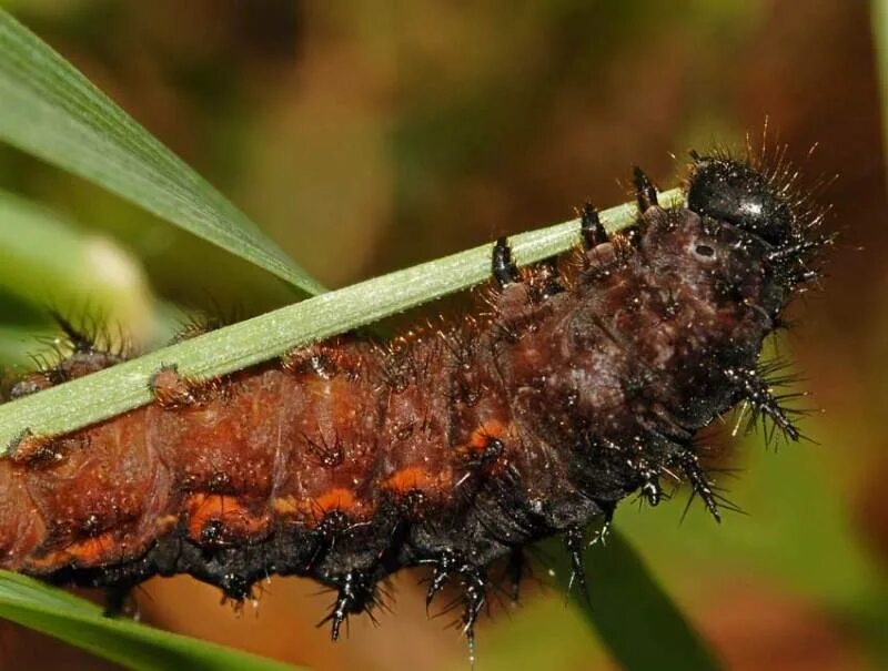 Насекомые гусеница. Малахитовая нимфалиды гусеница. Гусеница с шипом. Гусеница 2 метра. Bug bits 2 гусеница.