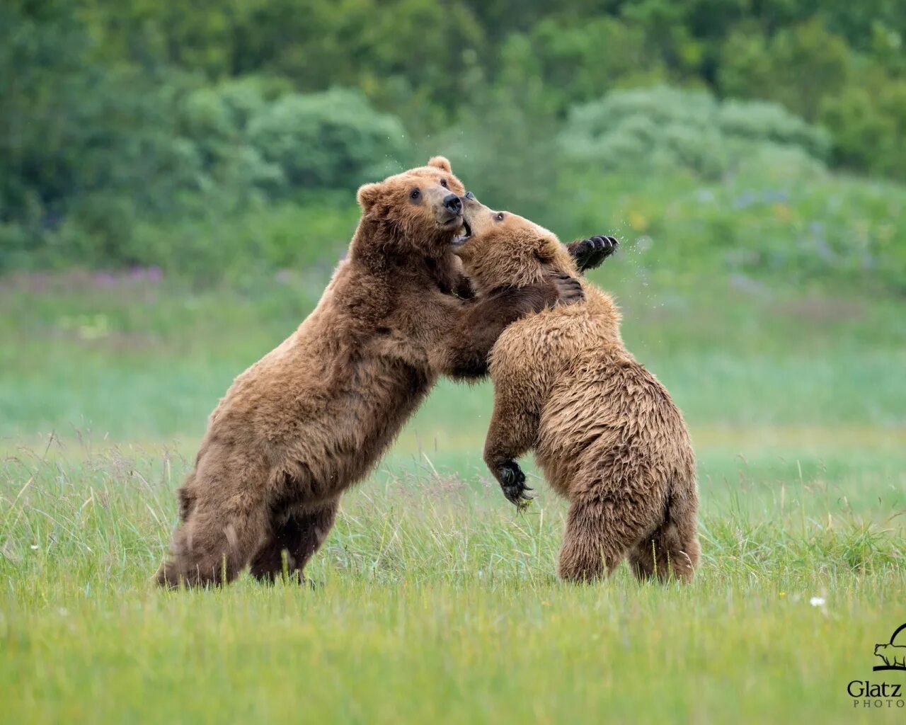 Bears live in a forest. Bear hug art. Bear simulator. Карта life bear. Медвежья борьба.