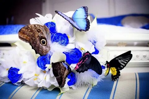 Картинки бабочек для букета