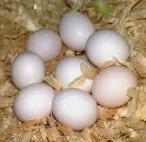 Инкубационное яйцо волнистого попугая. Инкубационное яйцо жако. Яйца попугая жако. Яйца попугая ара. Яйцо попугая купить