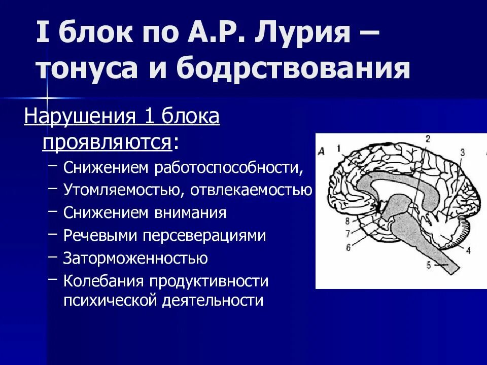 Блоки мозга по Лурия 1 блок. Блоки мозга по Лурия 2 блок. Три блока головного мозга Лурия. Первый функциональный блок мозга по Лурия. Функциональное нарушение мозга