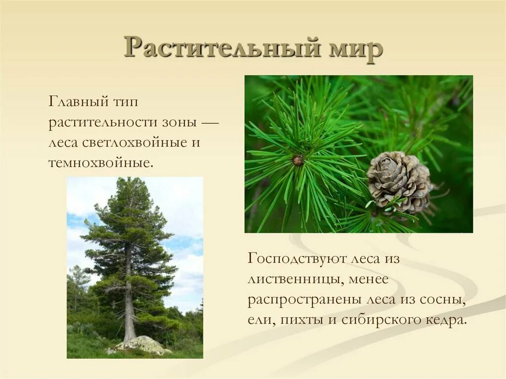 В этой природной зоне преобладают хвойные. Светлохвойная Тайга ярусность. Растительный мир Лесной зоны. Растительный мир зоны лесов России. Растительный мир светлохвойной тайги.