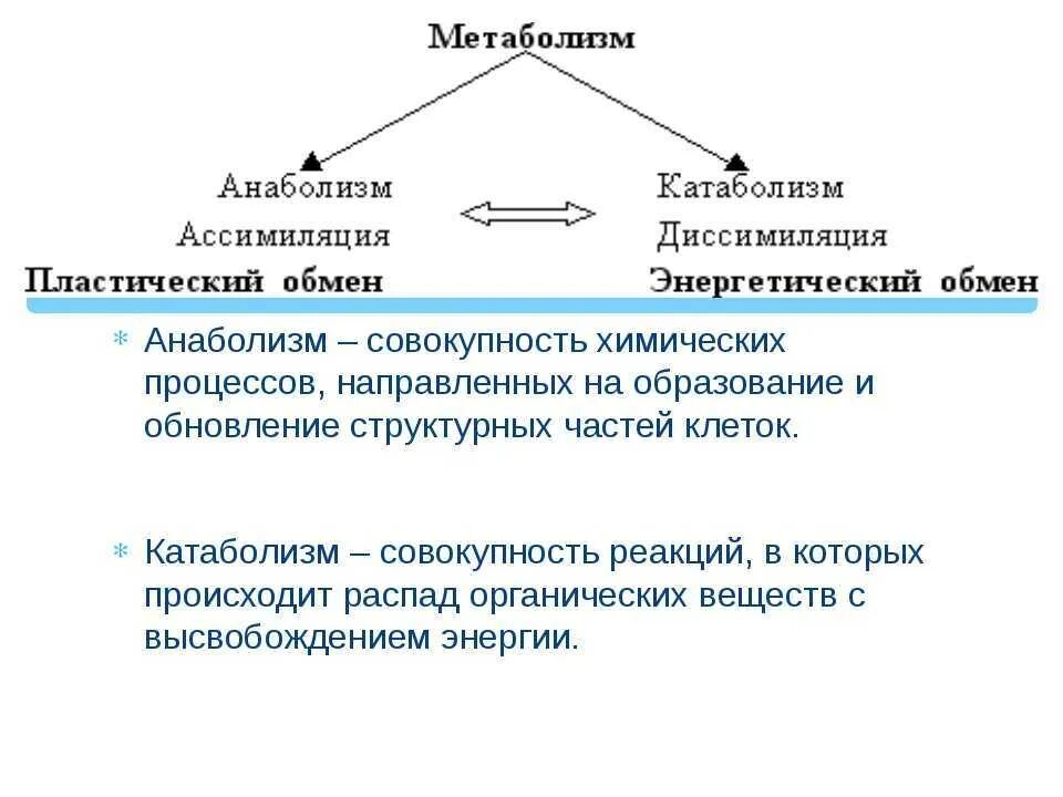 Атф анаболизма. Обмен веществ основа существования клетки таблица. Обмен веществ основа существования клетки клетки конспект. Обмен веществ метаболизм схема 9 класс. Обмен веществ 9 класс биология.