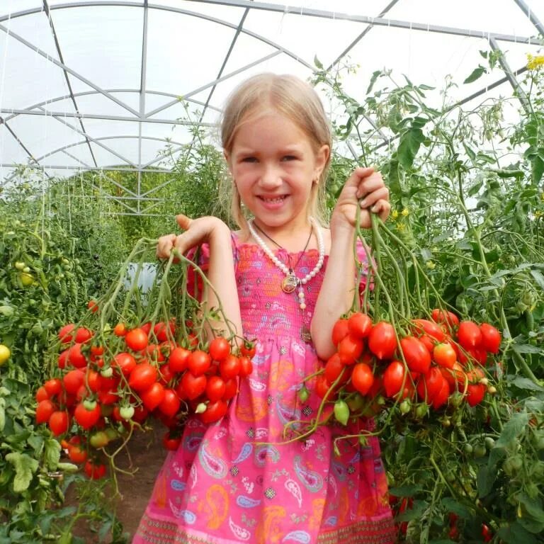 Томаты гусева. Томат Гераниум Кисс. Поцелуй герани (Geranium Kiss). Томат поцелуй герани Geranium Kiss. Поцелуй герани Помидом.