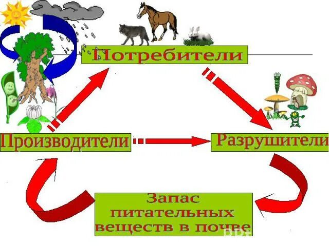 Организмы разрушители. Модель демонстрирующая круговорот веществ 3 класс окружающий мир. Модель круговорота веществ в природе 3 класс окружающий мир. Разрушители жизни. Схема производители потребители разрушители.