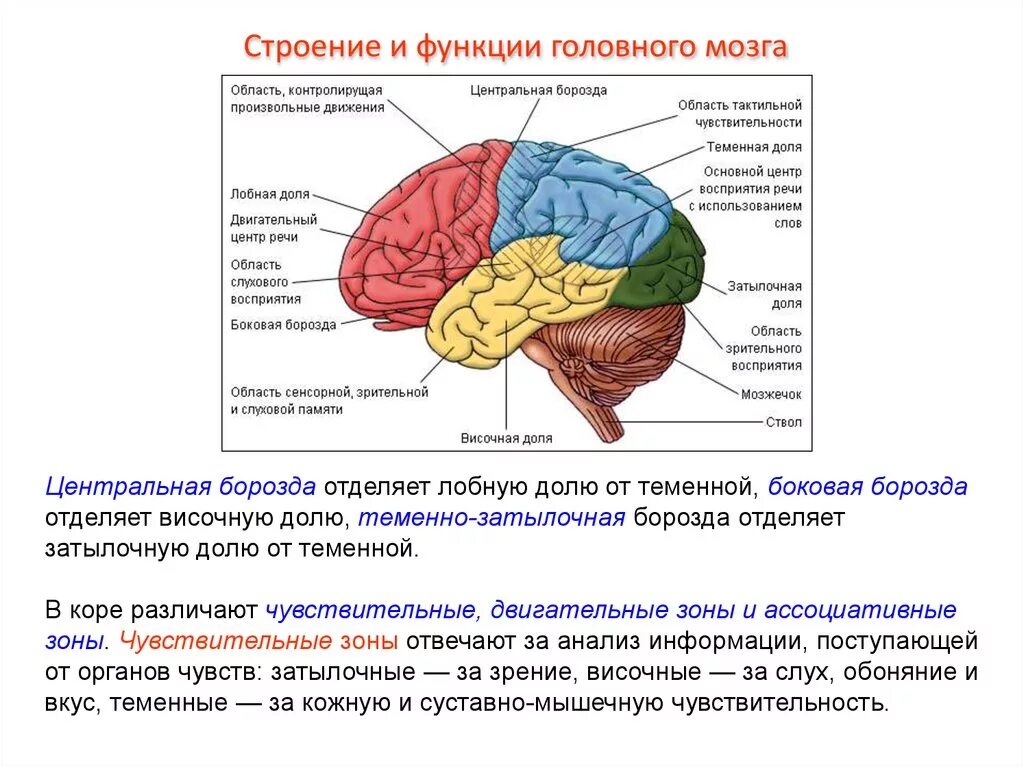 Височная функция мозга