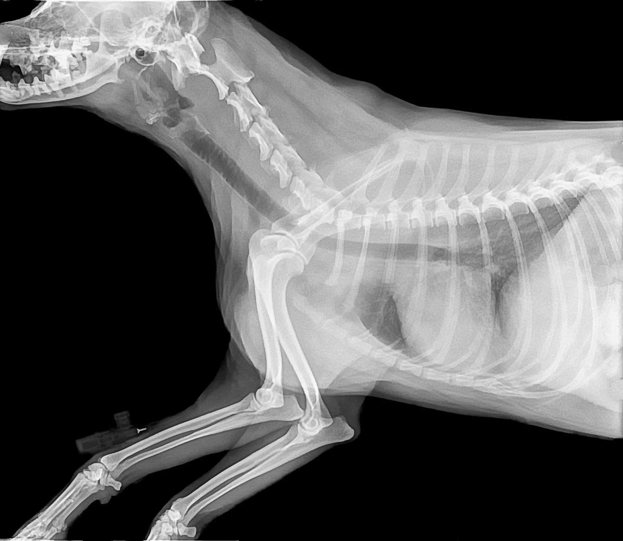 Пищевод кошки. Подъязычная кость у собаки рентген. Подъязычная кость собаки рентген норма. Вертихвост ветклиника Павловская Слобода. Подъязычная кость рентген.