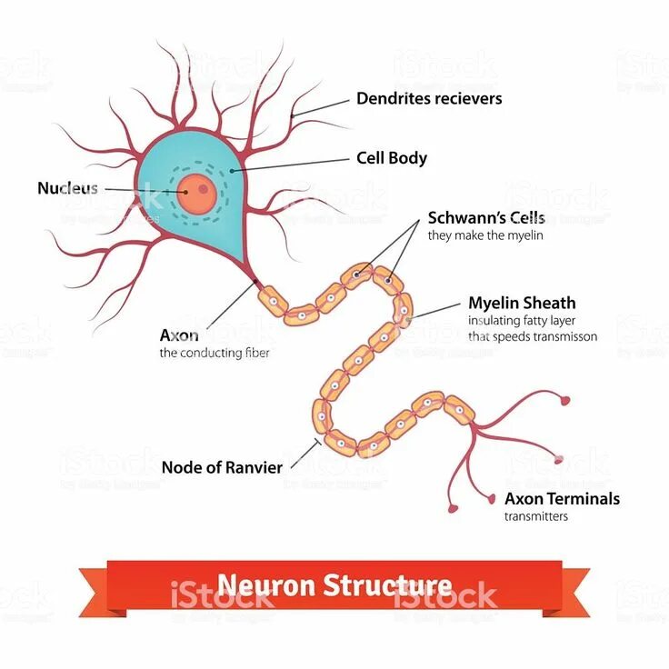 Neuron cell