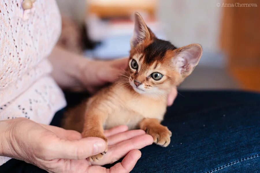 Иванов купить котенка. Племенной класс кошек. Приобретение котенка. Котенок ПЭТ класса. Кошка арентала.