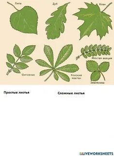 Орех простой или сложный