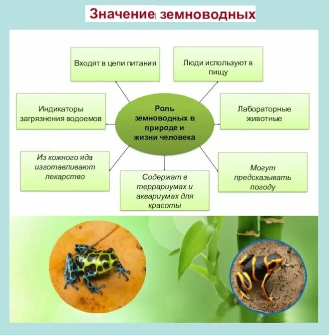 Какое значение земноводных в жизни человека. Таблица по биологии 7 класс насекомые вредители. Роль насекомых в экосистемах. Роль насекомых в экосистемах и жизни человека. Экологическая ролт насекомых.
