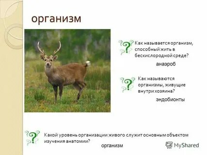 Всю массу живых организмов