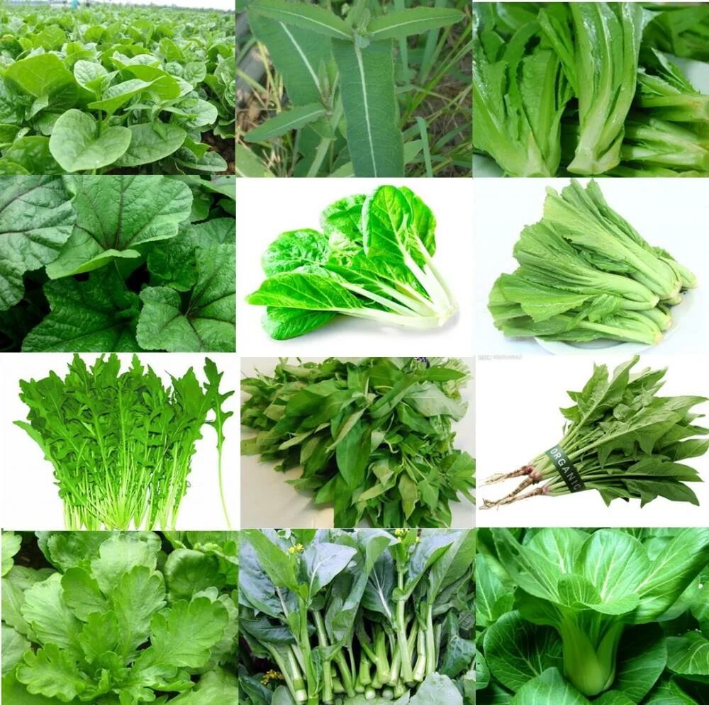 Зелень типы. Семена Chinese Green Asparagus lettuce. Лук латук семена. Салат латук, Кресс-салат. Армянская зелень латук.