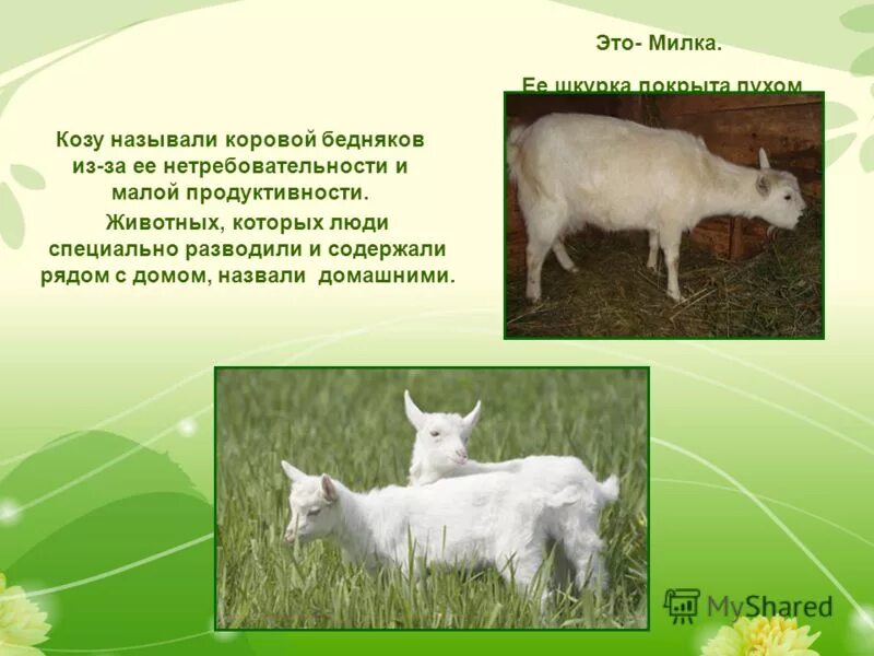 коза называют человека