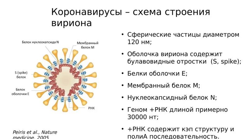 Схема вируса коронавируса. Коронавирус строение вируса. Коронавирус схема строения вируса. Коронавирус микробиология строение. Может ли после коронавируса