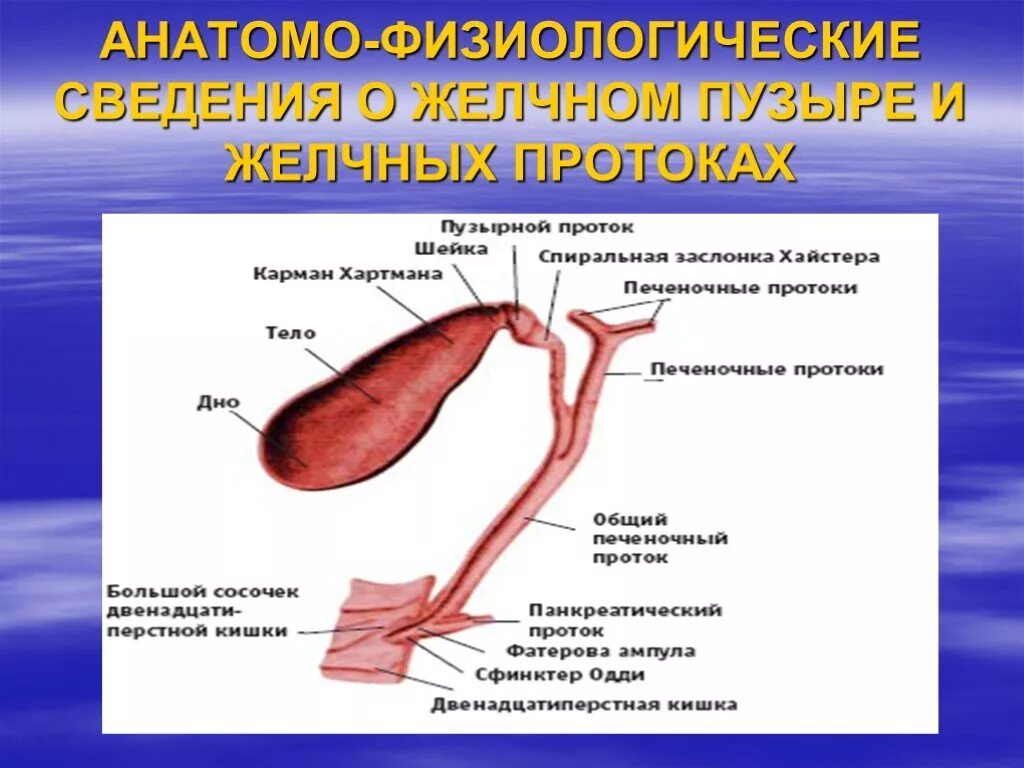 Желчный пузырь протокол