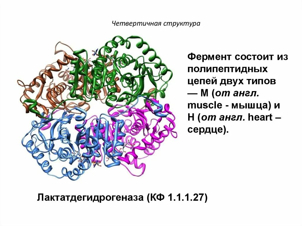 Какая структура у белков ферментов. Четвертичная структура белка биохимия. Амилаза структура белка. Четвертичная структура белка инсулина. Ферменты с четвертичной структурой.