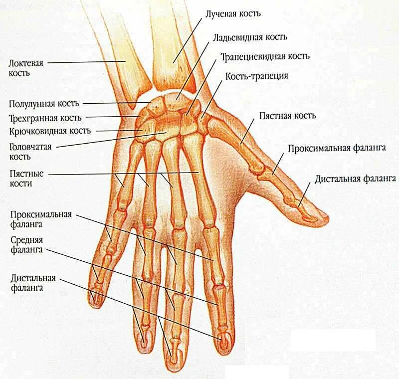 Кисть руки анатомия строение. Кости кисти лучезапястный сустав анатомия. Кости пясти лучевая кость. Пястные кости кисти анатомия. Рука человека название