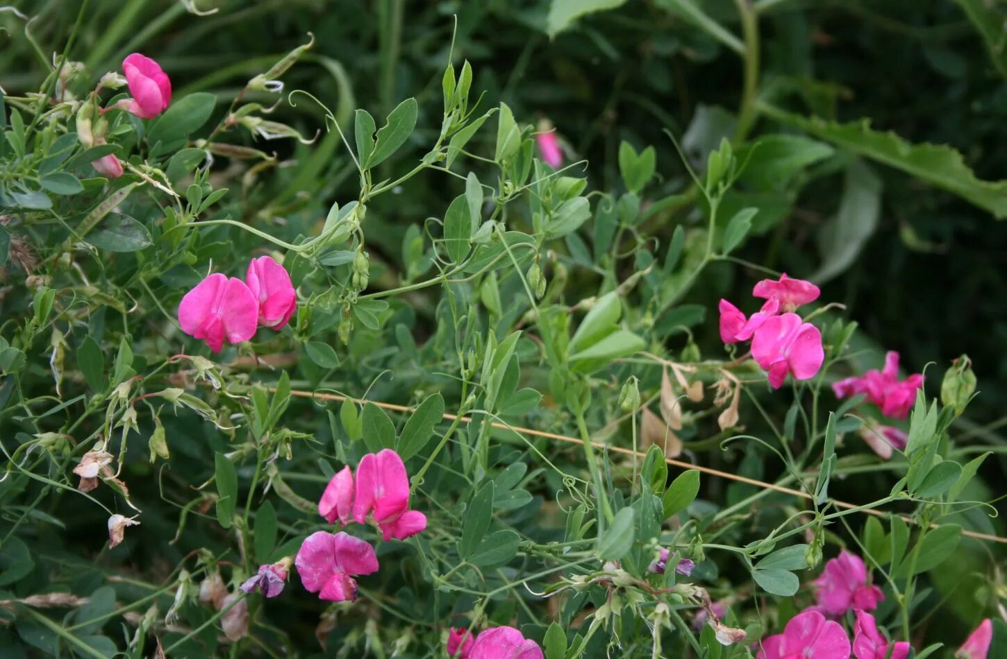 Чина ю. Чина клубненосная Lathyrus tuberosus. Чина пальчатая. Lathyrus sativus. Чина посевная.