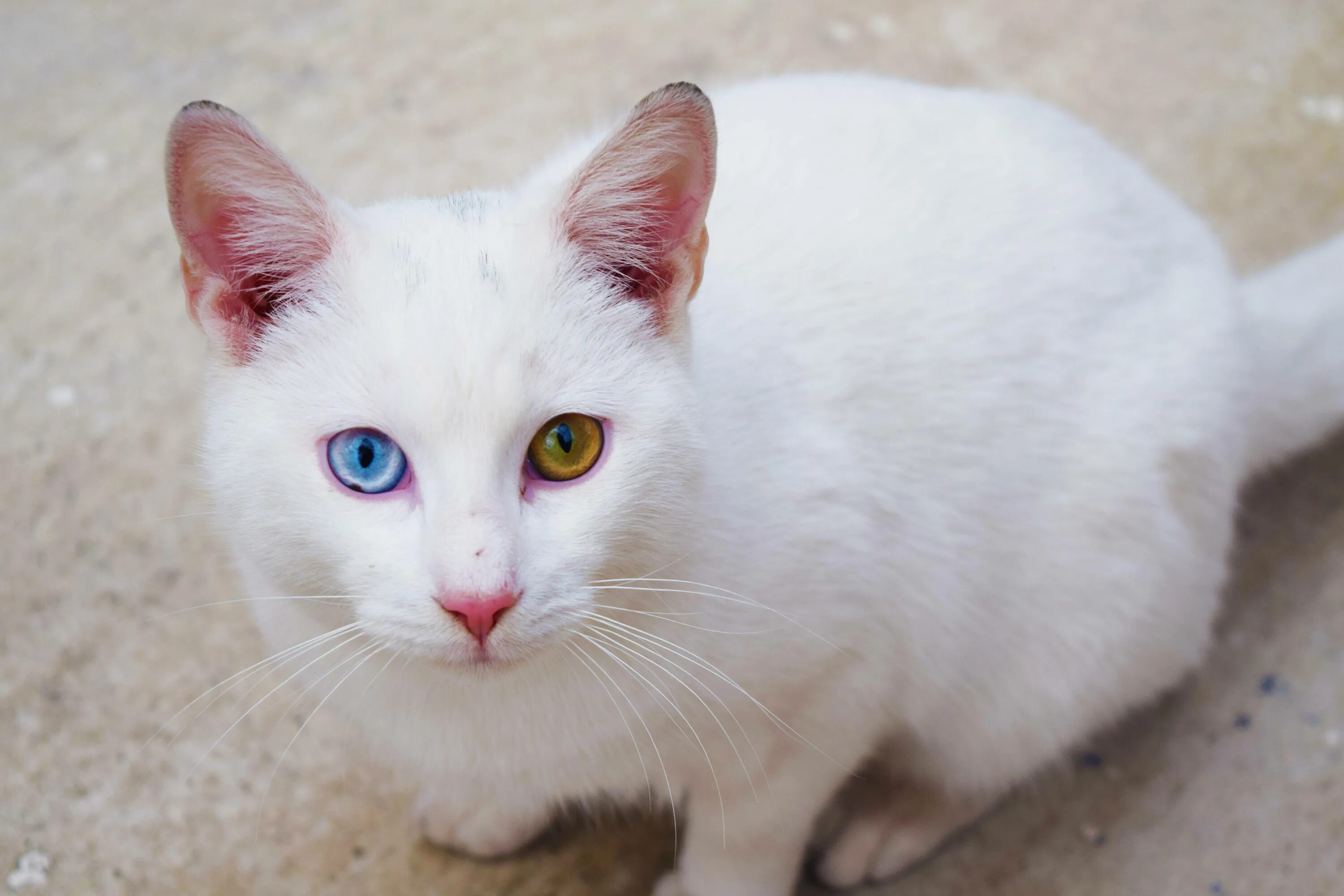 Как называется белая порода кошек. Као мани. Порода Khao Manee. Коты породы као мани. Белый кот порода као мани.
